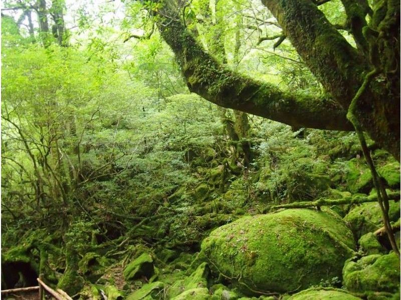 [Kagoshima ・ Yakushima]Yakushima Aim for "Taikoiwa" where you can enjoy panoramic views of the forest! Shiratani Unsuikyo Trekkingの紹介画像