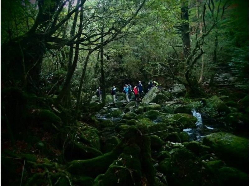 [Kagoshima ・ Yakushima]Yakushima Aim for "Taikoiwa" where you can enjoy panoramic views of the forest! Shiratani Unsuikyo Trekkingの紹介画像