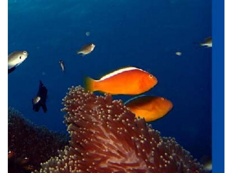 【在冲绳县的宜野湾深潜或浮潜 ！我们在珊瑚花园玩吧！の紹介画像