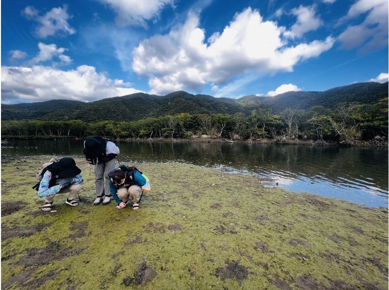 ★เช่าเหมาลำ★ทัวร์ 1 วัน [คาโกชิมา / อามามิโอชิมะ] ทัวร์พายเรือแคนูป่าโกงกางและอามามิの紹介画像