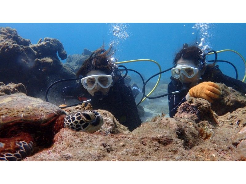 [鹿儿岛-屋久岛]深潜初学者和一个人欢迎！经验深潜（2个潜水课程）の紹介画像