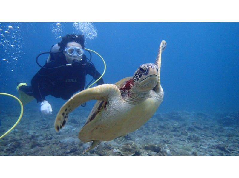 [鹿儿岛-屋久岛]深潜初学者和一个人欢迎！经验深潜（1个潜水课程）の紹介画像