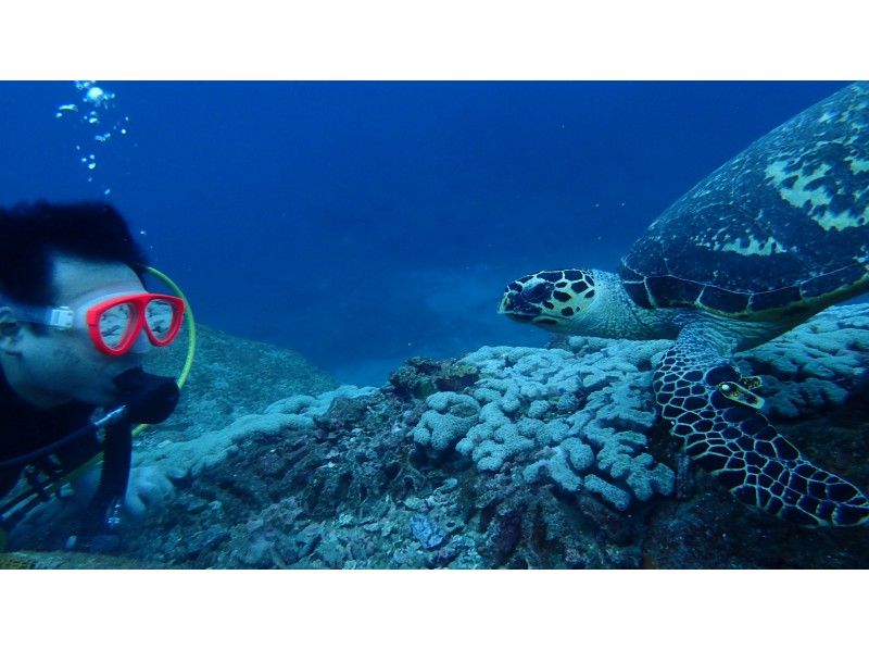 【鹿児島・屋久島】【体験ダイビング（1ダイブコースまたは1ダイブロングコース）】屋久島ガイド歴25年の女性オーナー常駐！貸切ツアーに変更可！の紹介画像