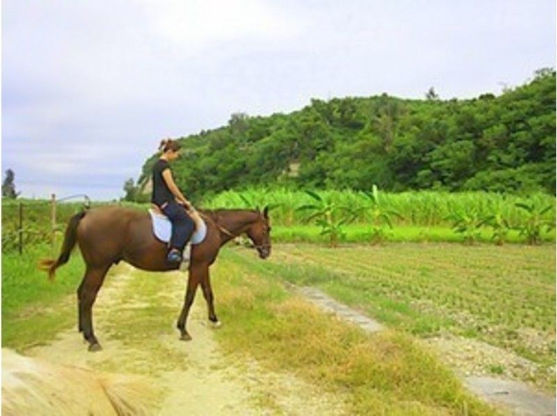 [โอกินาว่า-มิยากิเกาะ]ขี่ม้าสนุกไปกับทะเลและผืนป่าที่! การเดินป่าและชายหาด (หลักสูตร 90 นาที)の紹介画像