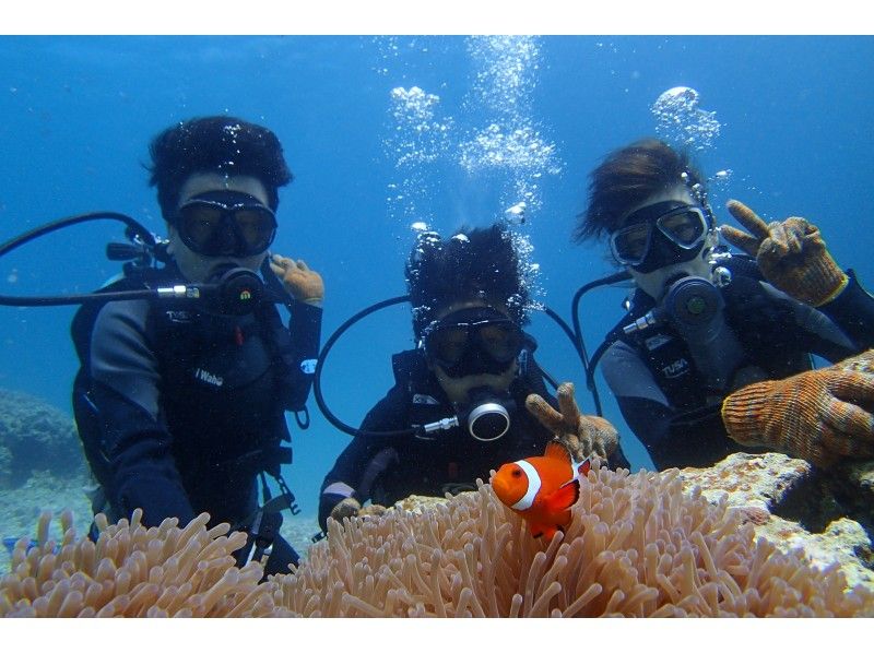 [沖縄-宮古島]經驗深潛S當然與午餐一起游泳與熱帶魚の紹介画像