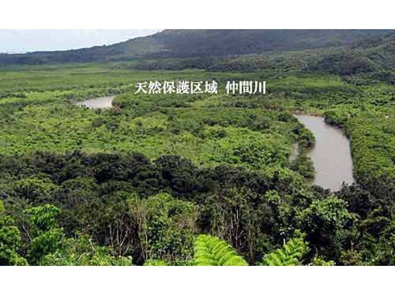 [Okinawa Iriomote Island] closest to the mangrove in Nakama ★ sea kayak tourの紹介画像