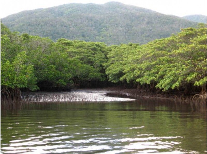 [Okinawa Iriomote Island] closest to the mangrove in Nakama ★ sea kayak tourの紹介画像