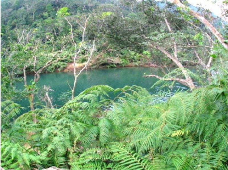 [ 오키나와 · 이리 오모테 섬] 이리 오모테 섬의 정글 깊숙한 마야구스쿠 폭포 ★ 카약 투어の紹介画像