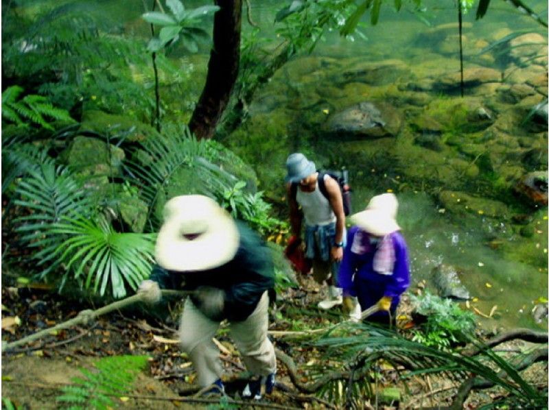 【沖縄・西表島】珍しい動植物が織り成す景観！ユツン3段の滝を目指すトレッキングツアーの紹介画像