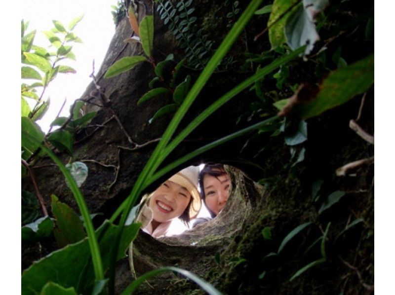 [ 오키나와 · 이리 오모테 섬] 희귀 동식물이 만들어내는 경관! 유쯘 3 단의 폭포를 목표로 트레킹 투어の紹介画像