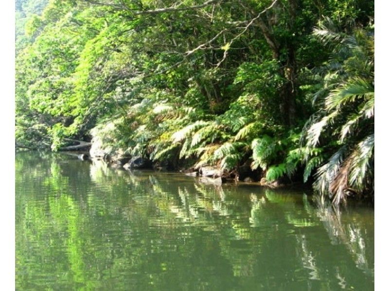 [โอกินาวาเกาะ Iriomote] ในส่วนด้านในสุดงดงาม Mayagusuku ของน้ำตก! เดินป่าท่องเที่ยวの紹介画像