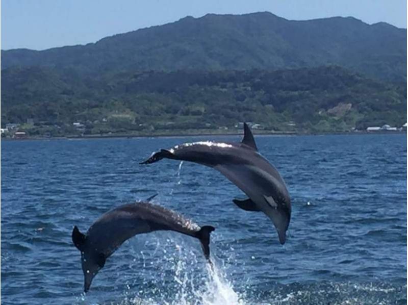 [Kumamoto Amakusa] Let's swim with the fish! Dolphin Watching & Divingの紹介画像