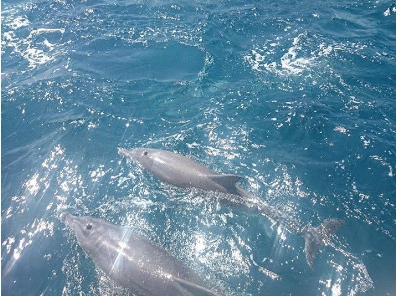 [Kumamoto/Amakusa] Authentic fishing! Listen to dolphins with an underwater microphone! "Dolphin watching& fishing experience"の紹介画像