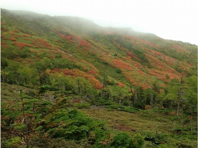 [北海道·旭川]讓我們自然地在大自然中跋涉！有一天自然徒步旅行の紹介画像