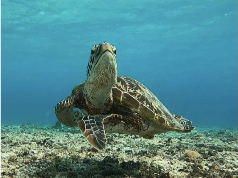 [Okinawa Miyakojima] 11th Anniversary! One group limited adventure SUP snorkeling and photo tourの紹介画像