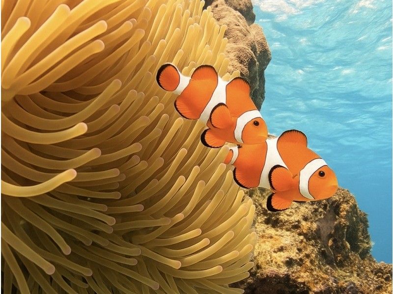 [โอกินาว่า-มิยาโกจิม่า] ยอดนิยมอันดับ 1! SUP + เต่าทะเลการดำน้ำตื้น(Snorkeling)・ ทัวร์ชมภาพ (ครึ่งหนึ่ง)อาหลักสูตร)の紹介画像