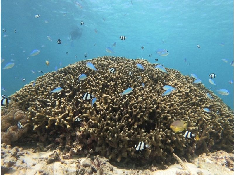 【宮古島】1組貸切！迷ったらコレ！贅沢3時間｜シュノーケリング&times;SUP&times;ドローン撮影＜記念日・グループ旅行におすすめ・4歳〜70歳までOKの紹介画像