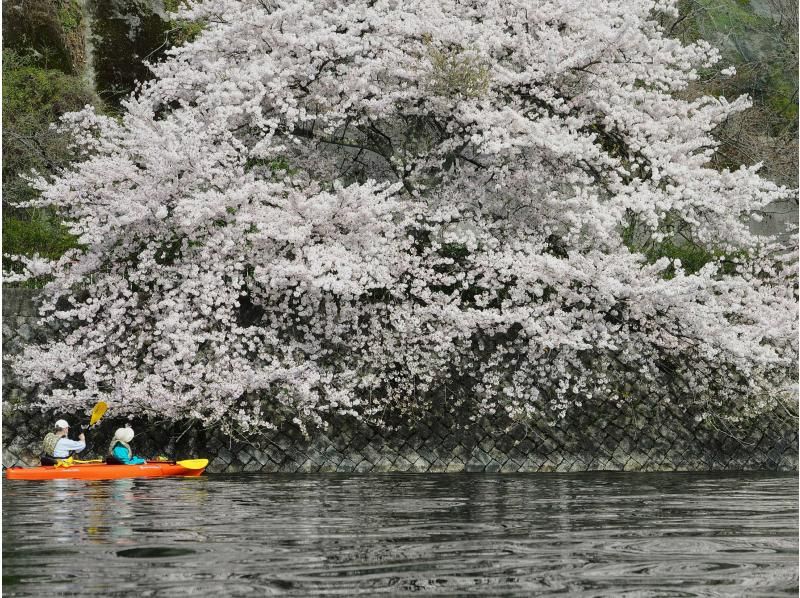 【滋賀・奥琵琶湖】お花見カヌー体験ツアー（半日コース）の紹介画像