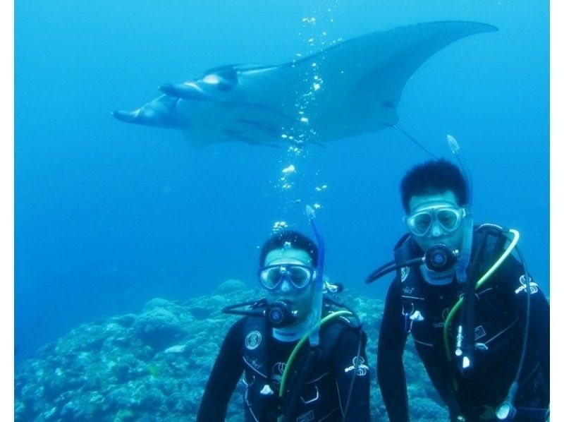 When can you see manta rays in Ishigaki Island? A comprehensive guide to the chances of encountering them and recommended snorkeling and diving tours!
