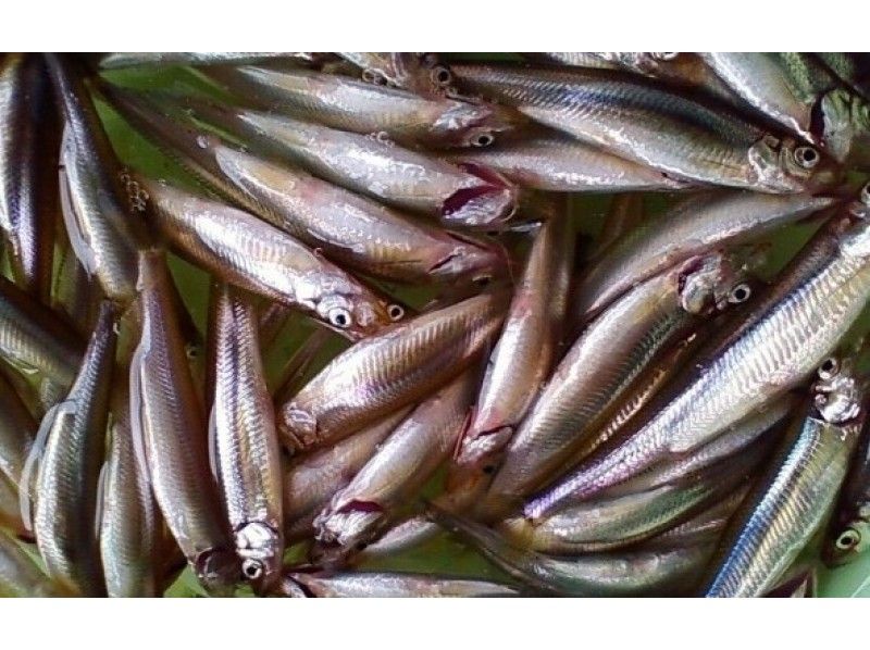 【長野・野尻湖】貸切ワカサギ釣りプラン～釣ったら天ぷらに！気の合った仲間とゆっくりで楽しもう！の紹介画像