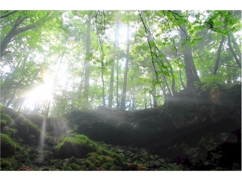 新·Aokigahara Jukai·洞穴探險·高級B課程。の紹介画像