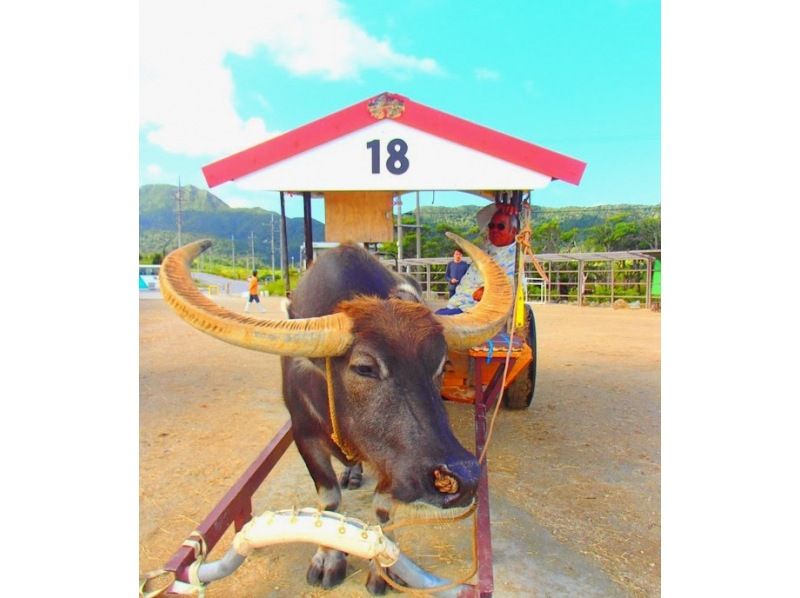 [Iriomote Island] Unexplored power spot! a30. Mangrove canoe x jungle exploration x unexplored power spot tour & Yubu Island sightseeing course [Tour photo data free]の紹介画像