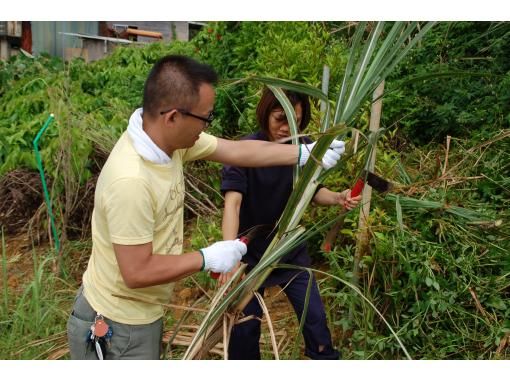 沖縄 本部 沖縄文化体験 サトウキビ収穫１日お手伝いプラン プチホームステイ体験 アクティビティジャパン