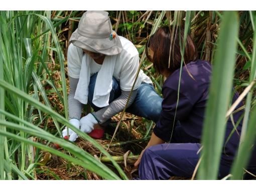 沖縄 本部 沖縄文化体験 サトウキビ収穫１日お手伝いプラン プチホームステイ体験 アクティビティジャパン