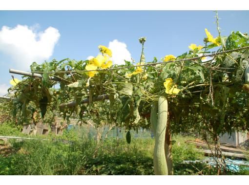 沖縄 本部 沖縄文化体験 サトウキビ収穫１日お手伝いプラン プチホームステイ体験 アクティビティジャパン