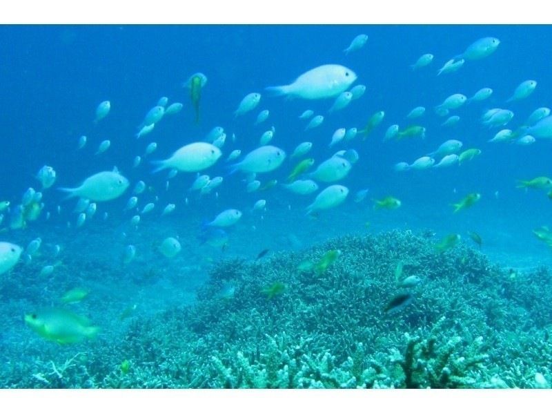 [沖繩/石垣島]適用於地區優惠券！驚人的透明度W礁和海龜浮潛藍洞和迷你叢林瀑布1日遊（含午餐）の紹介画像