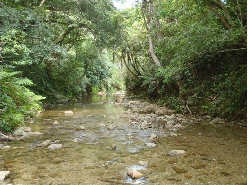 【沖縄・やんばる】ヤンバルクイナの観察と早朝の奥深い緑の自然豊かなやんばるを散策ツアー（1日コース）の紹介画像