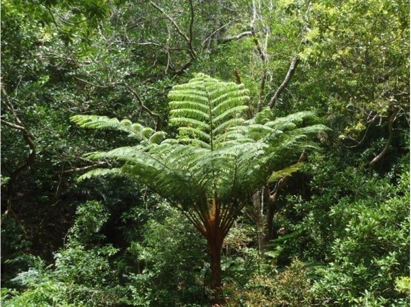 【沖縄・やんばる】ヤンバルクイナの観察と早朝の奥深い緑の自然豊かなやんばるを散策ツアー（1日コース）の紹介画像