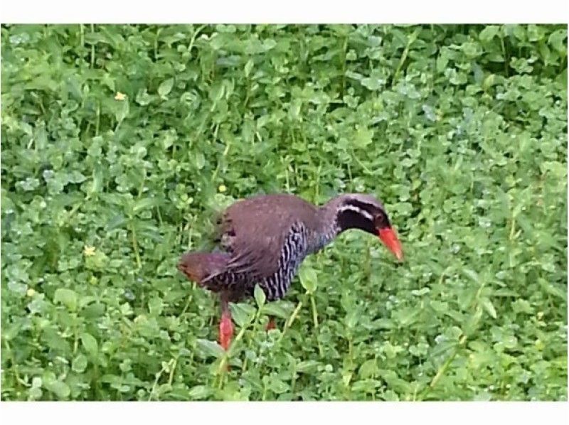 【沖縄・やんばる】ヤンバルクイナの観察と早朝の奥深い緑の自然豊かなやんばるを散策ツアー（1日コース）の紹介画像