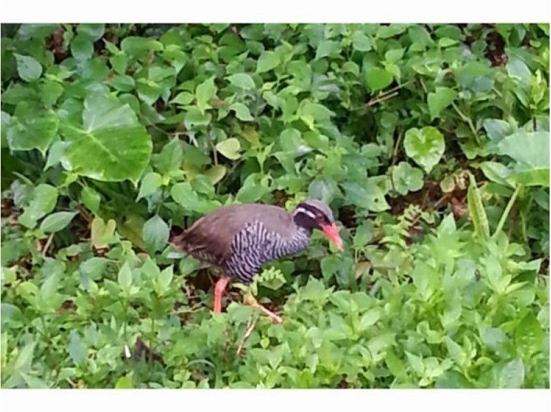 【沖縄・やんばる】ヤンバルクイナの観察と早朝の奥深い緑の自然豊かなやんばるを散策ツアー（1日コース）の紹介画像