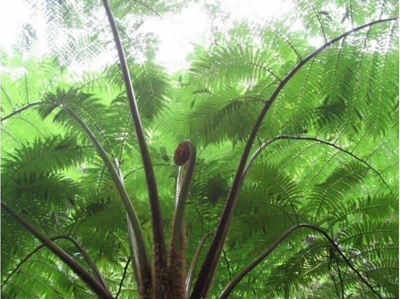 【沖縄・やんばる】ヤンバルクイナの観察と早朝の奥深い緑の自然豊かなやんばるを散策ツアー（1日コース）の紹介画像