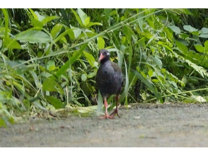 【沖縄・やんばる】ヤンバルクイナの観察と早朝の奥深い緑の自然豊かなやんばるを散策ツアー（1日コース）の紹介画像