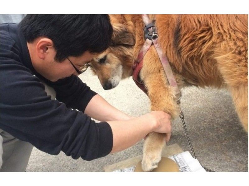 [Hyogo/ Himeji] Hand plate making experience-recommended for those who don't have much time! You can also get your dog's bill!の紹介画像
