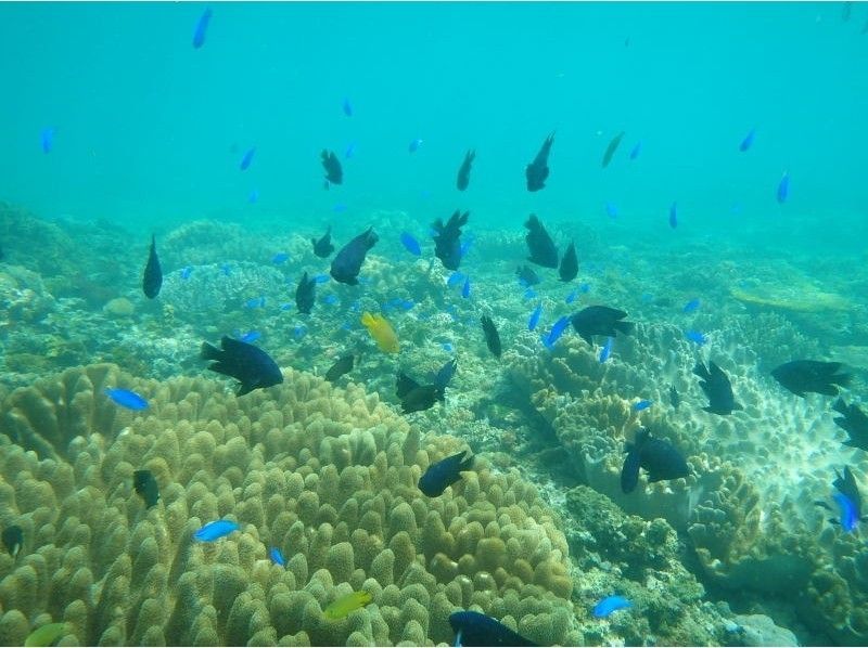 [Okinawa Chatan] offshore Araha boat snorkel underwater photography [1 hour Snorkeling]の紹介画像