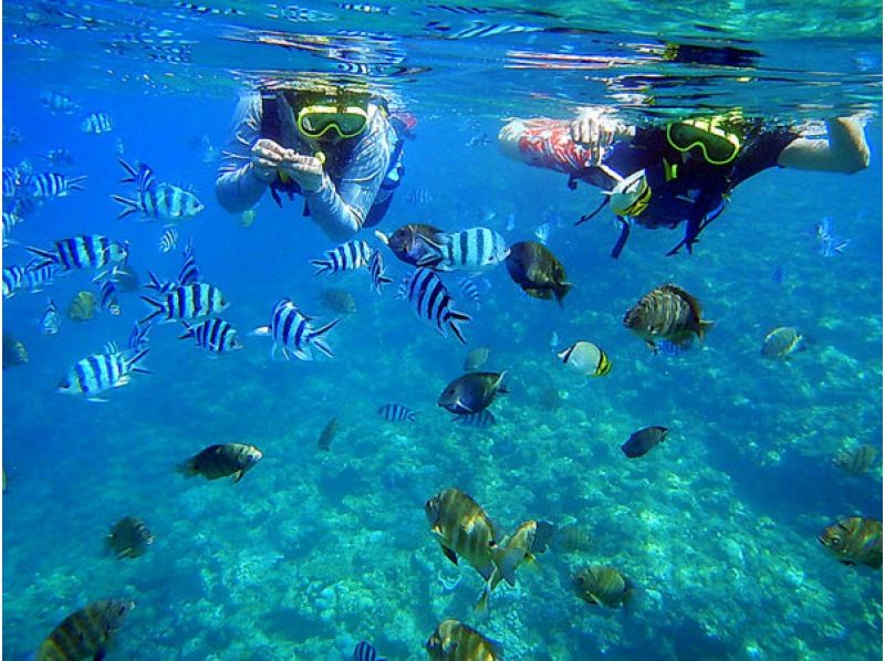 [Okinawa Chatan] offshore Araha boat snorkel underwater photography [1 hour Snorkeling]の紹介画像