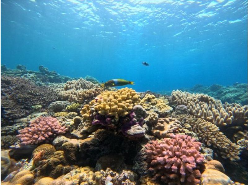 [Winter only] Minnajima boat snorkeling - Enjoy it even in winter! (5mm wetsuit included! Free download of 4K camera GoPro footage included)の紹介画像