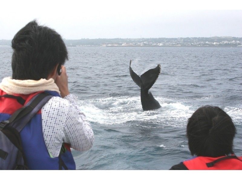 [Near Churaumi Aquarium! From the north] Whale watching plan ♪ ● Re-challenge OK ● 100% encounter rate achieved in 2023!!の紹介画像