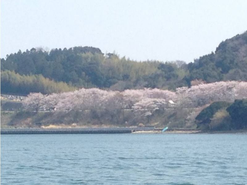 [Shizuoka/ Hamanako] Limited to 1 pair each time! Hamana Lake Cherry Blossom Charter Cruisingの紹介画像