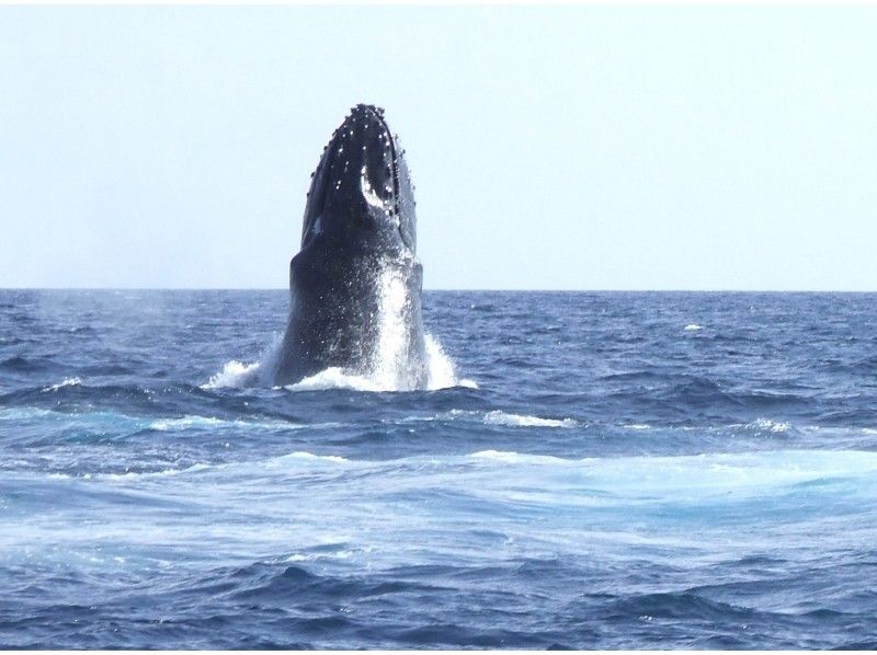 [ชุดสุดคุ้ม♪] ★ ชมวาฬ + ประสบการณ์ดำน้ำ ★ ● รับประกันคืนเงินเต็มจำนวน (เฉพาะเดือนกุมภาพันธ์และมีนาคม) ● อัตราการพบวาฬ 98% ♪の紹介画像