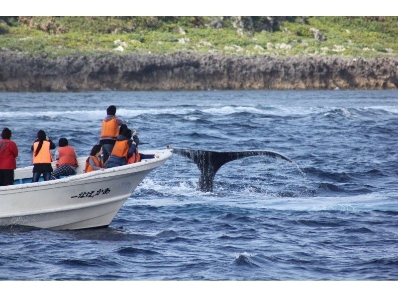 [Great deal with the set♪]★Whale watching + boat snorkel★ ●Challenge OK♪●100% encounter rate achieved in 2023♪の紹介画像