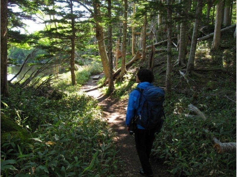 [ฮอกไกโดShiretoko] เส้นทางเดินป่าธรรมชาติมรดกโลก Shiretoko / Shiretoko Five Lakes Guided Walk (10 พฤษภาคม - 31 กรกฎาคม)の紹介画像