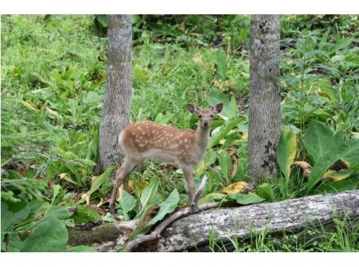 北海道・知床】【個人専用】１名様から４名様 知床五湖ガイドツアー