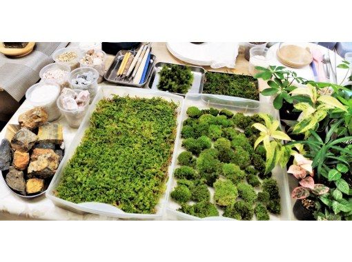 東京 新宿御苑前駅 苔を楽しむ1日 苔玉 苔テラリウム 人気セット 創作プラン アクティビティジャパン