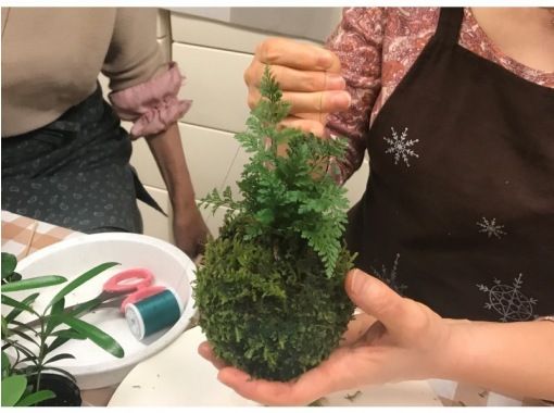 東京 新宿御苑前駅 苔を楽しむ1日 苔玉 苔テラリウム 人気セット 創作プラン アクティビティジャパン