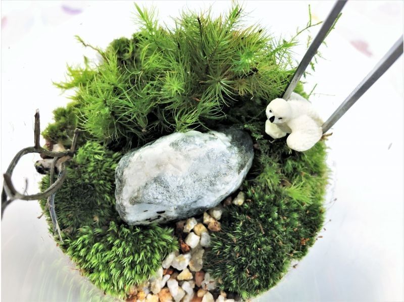 [东京・新宿]享受苔藓1天☆接触天然苔藓的疗愈时刻！苔藓创作经验の紹介画像