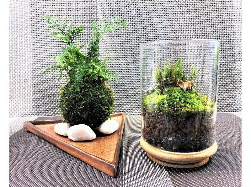 【限定企画】苔の魅力を発見☆苔玉&苔テラリウム(セット)創作体験の紹介画像